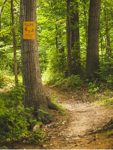 Yellow warning sign SLOW Squatches at play
