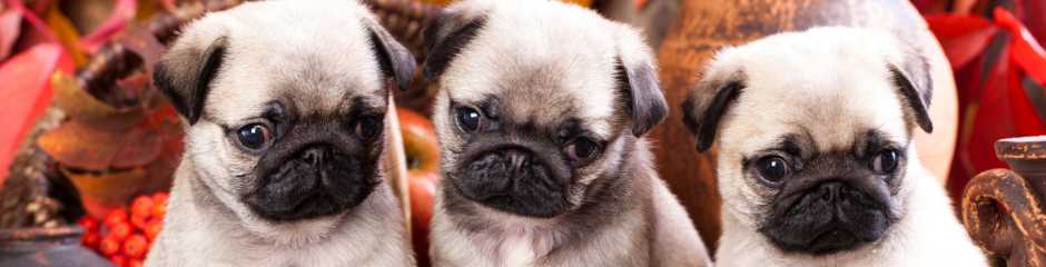 Celebrating Pugs: A Look at Vito, the 2024 National Dog Show Champion - The Metal Peddler