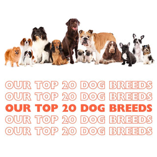 Our Top 20 Dog Breeds