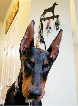 Doberman dog with a metal doberman leash hanger