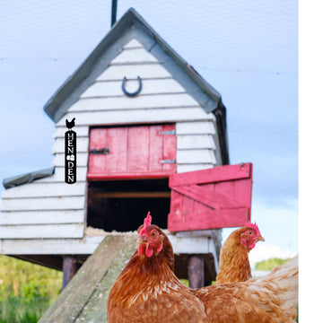 Two brown chickens in the foreground with a white wooden chicken coop featuring a red barn door in the background under a blue sky.
