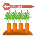 Garden plant stakes to identify vegetables. Carrots stake is shown,