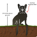 Illustration of a dog standing on grass with soil below, showing a cut line labeled 'American Steel' and text indicating '14 inches above ground'.