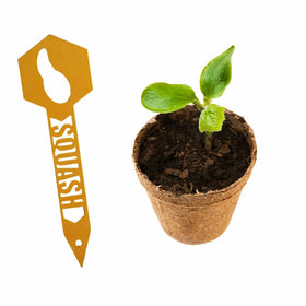 Squash plant with a metal stake that says squash